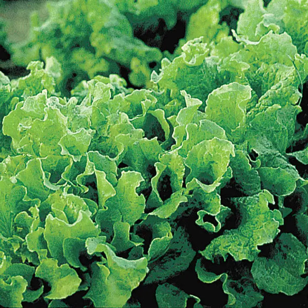 Black-Seeded Simpson Leaf Lettuce Seed