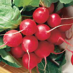 Cherry Belle Radish Seed