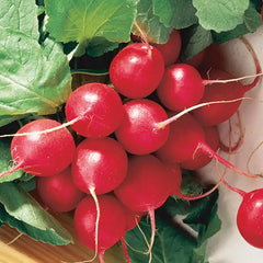 Cherry Belle Radish Seed