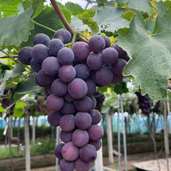 Midknight Beauty Grapes Seeds - Giant Rose (Rose scented)