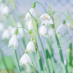 Summer Snowflake PureBeauty, Fresh Starts