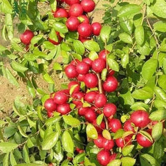 Ruby Calcium Berry Seeds
