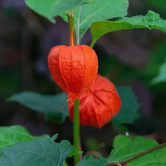 Lantern Cherry Seeds Winter Ground Cherry Strawberry Ground Cherry