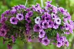 Heirloom Purple Calibrachoa Flower Seeds for Planting – Non-GMO, Vibrant Blooming Flower Seeds