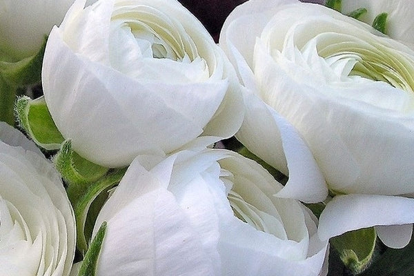 Ranunculus Bulbs Red Corms Growing Bonsai Roots Rhizomes Tubers Potted Planting Reblooming Fragrant Garden Species Blooms Flower Seeds Plant Gardening