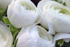 Ranunculus Bulbs Red Corms Growing Bonsai Roots Rhizomes Tubers Potted Planting Reblooming Fragrant Garden Species Blooms Flower Seeds Plant Gardening