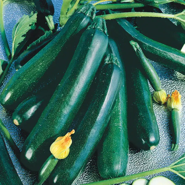 Black Magic Zucchini Summer Squash Seed