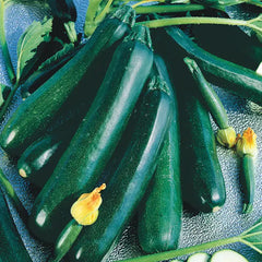 Black Magic Zucchini Summer Squash Seed