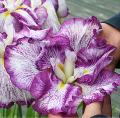 Japanese Iris - Dinner Plate Harlequinesque - Seedsplant