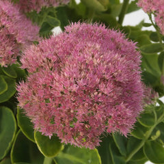 Sedum Spectacular