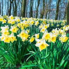 Daffodils for Naturalizing Collection