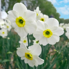 Gracy's Green Daffodil