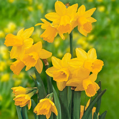 All-Season Award Winning Daffodil Collection
