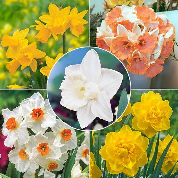 All-Season Award-Winning Daffodil Collection