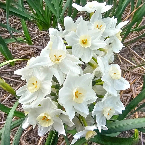 Polly's Pearl Daffodil