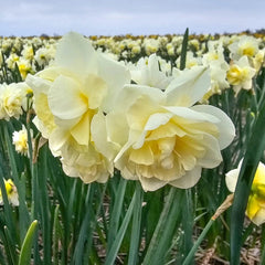 Little Kiwi Daffodil