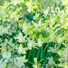 Green Daffodil Collection