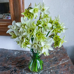 Green Daffodil Collection