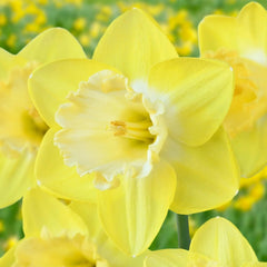 Mister Vain Daffodil