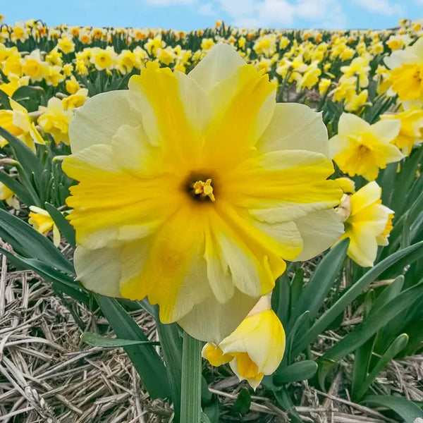 Golden Flutter Daffodil