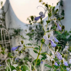 Blue Butterfly Flower Easy