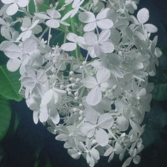 Strawberry Sundae Hydrangea- Beautiful, reunion and gratitude