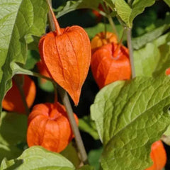 Lantern Cherry Seeds Winter Ground Cherry Strawberry Ground Cherry