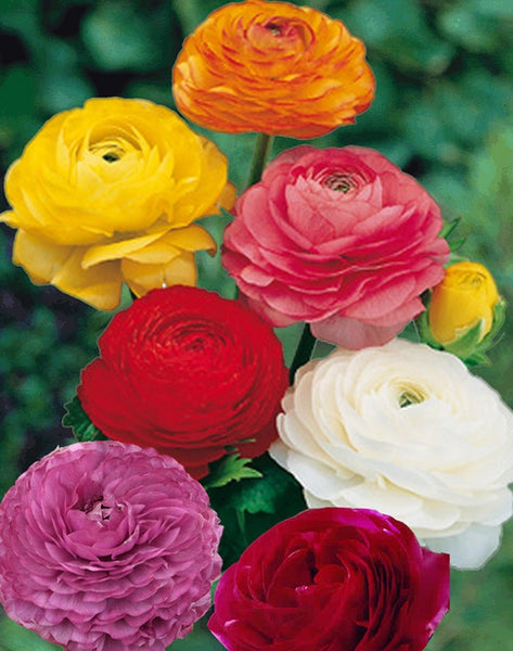Mix Large Pack Ranunculus Corms Bulbs Persian Buttercup Growing Bonsai Roots Rhizomes Tubers Potted Planting Reblooming Fragrant Garden Species Blooms Flower Seeds Plant Gardening