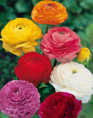 Mix Large Pack Ranunculus Corms Bulbs Persian Buttercup Growing Bonsai Roots Rhizomes Tubers Potted Planting Reblooming Fragrant Garden Species Blooms Flower Seeds Plant Gardening - Seedsplant