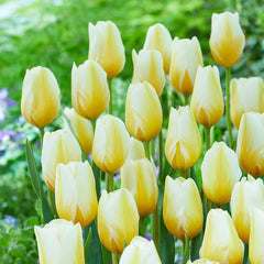 Lemon Chiffon Tulip