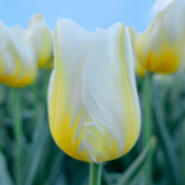 Lemon Chiffon Tulip