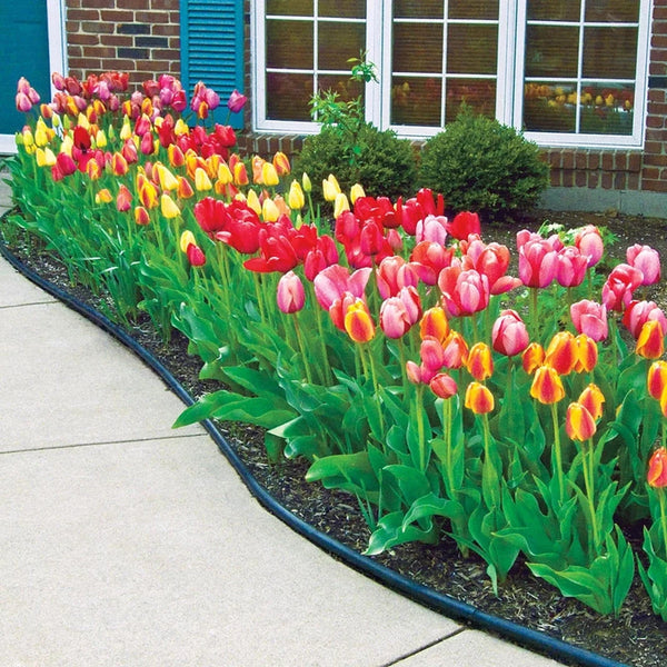 Jumbo Perennial Tulip Collection