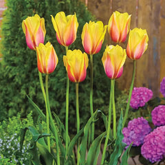 Blushing Beauty Tulip