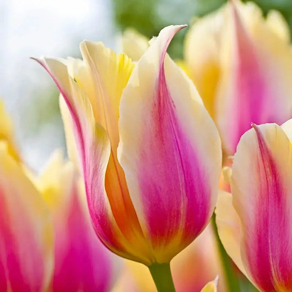 Blushing Beauty Tulip