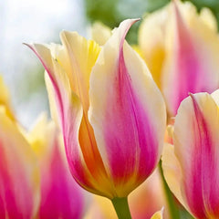 Blushing Beauty Tulip