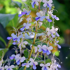 Blue Butterfly Flower Easy