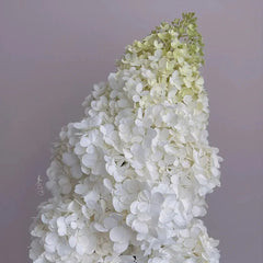 Strawberry Sundae Hydrangea- Beautiful, reunion and gratitude