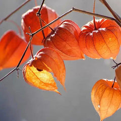 Lantern Cherry Seeds Winter Ground Cherry Strawberry Ground Cherry