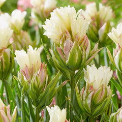Mystery Valley Tulip