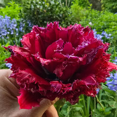 Black Currant Tulip