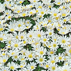 White Splendour Grecian Windflowers