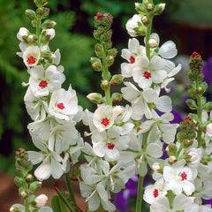 Candida Bianca Miniature Hollyhock