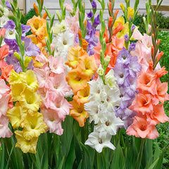 Pastel Gladiolus Mixture