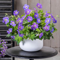 Bloom Me Away Hardy Geranium