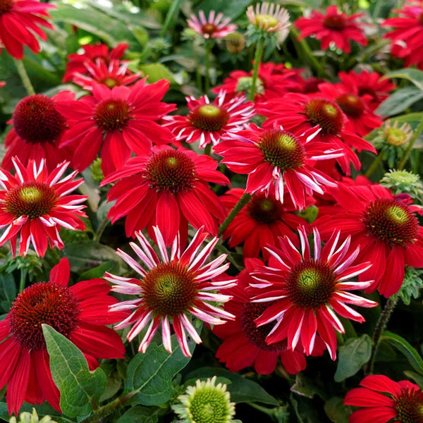 Sombrero Salsa Red Coneflower