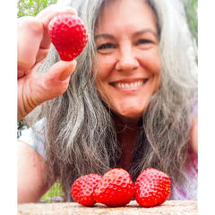 Gurney's® Whopper Junebearing Strawberry Plant