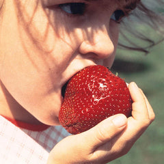 Gurney's® Whopper Junebearing Strawberry Plant
