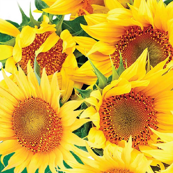 Sunflower, Dwarf Incredible Seeds, 1.3g