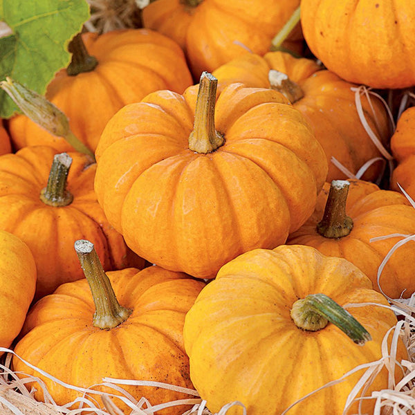 Pumpkin, Jack Be Little Seeds, 3.5g