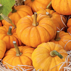 Pumpkin, Jack Be Little Seeds, 3.5g
